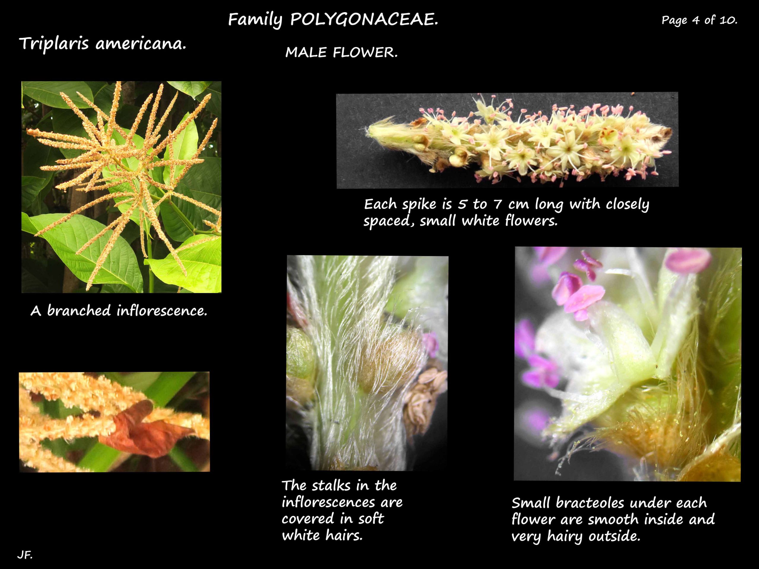 4 A male Triplaris inflorescence